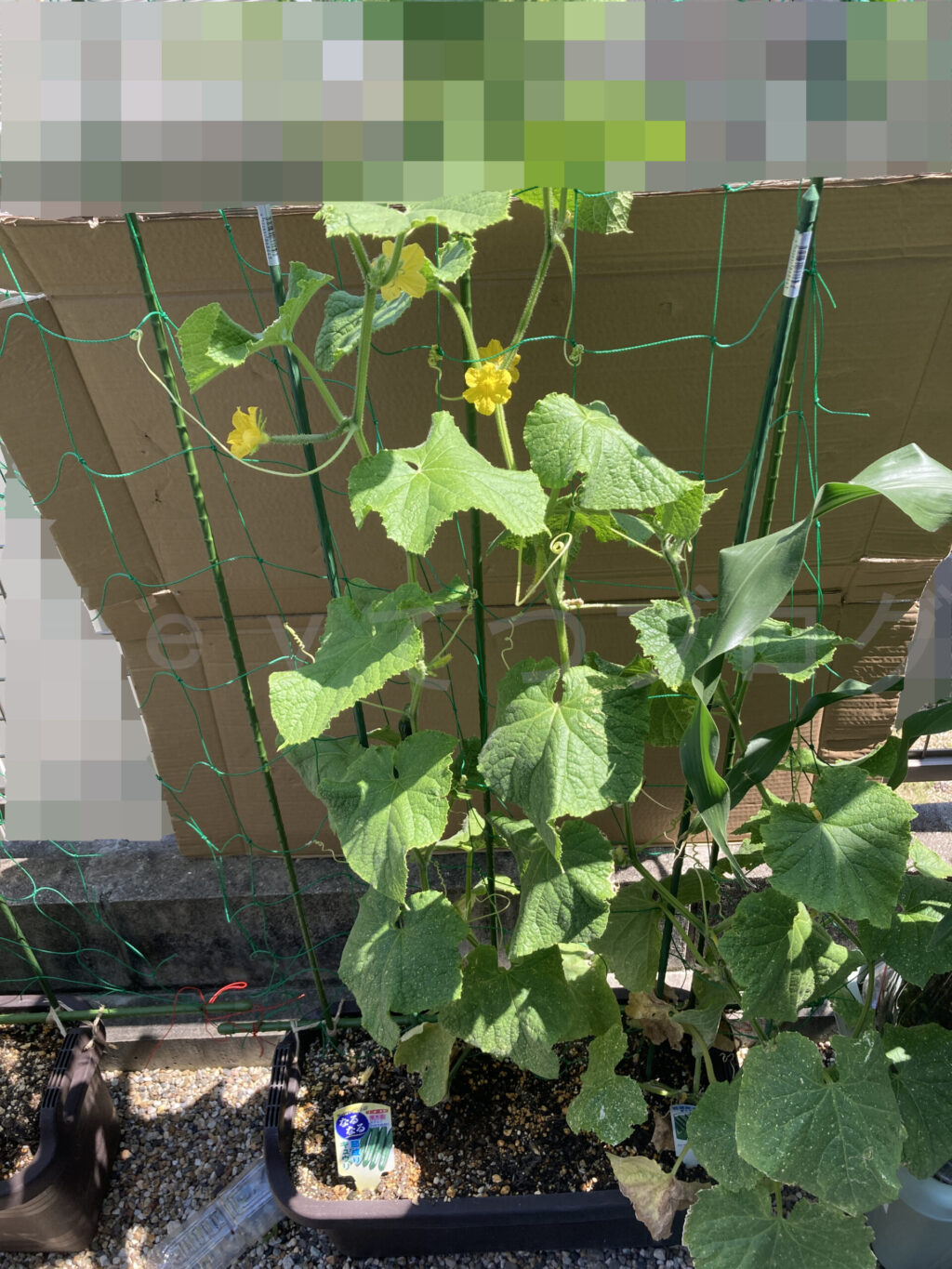 きゅうりの成長が凄いです。