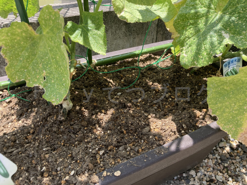 きゅうりがうどん粉病気味です