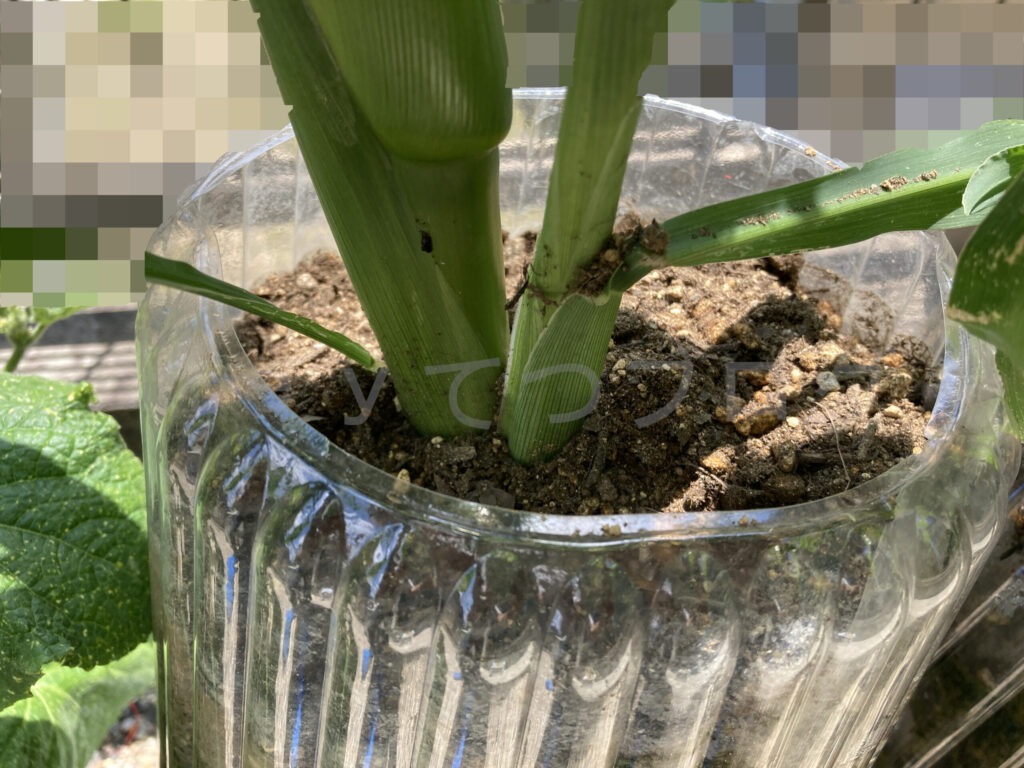 コーン土が少し減り始めました。