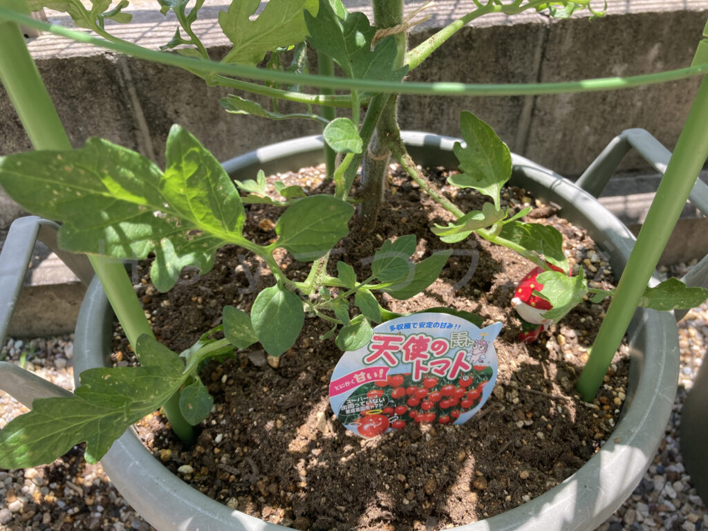天使のトマト６月第２週週始め