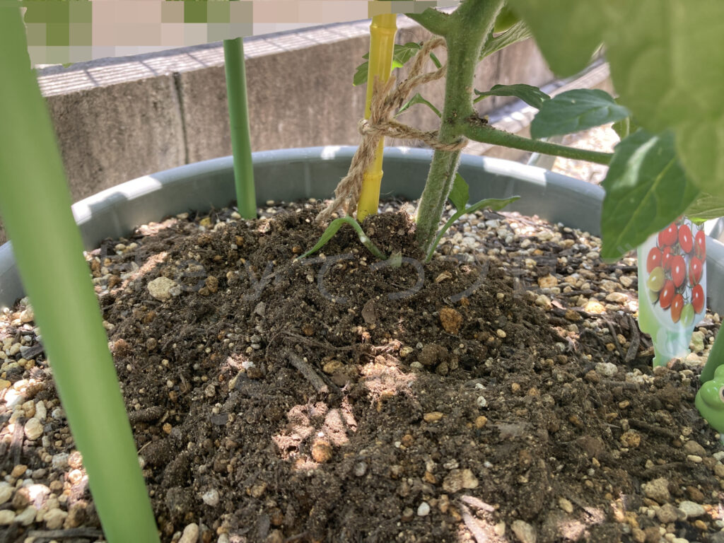 ミニトマトアイコ６月第２週週週始め