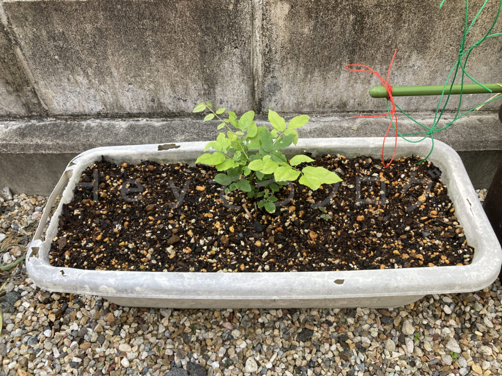 柿？の種６月第２週週始め