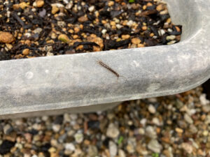 【家庭菜園】お手軽野菜で家庭菜園2024 6月2週結果