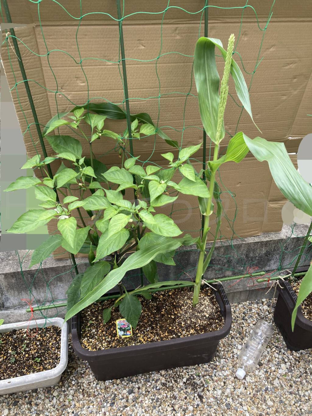 こどもピーマン、コーン６月第２週始め