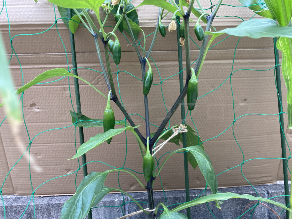 こどもピーマン、コーン６月第２週週末