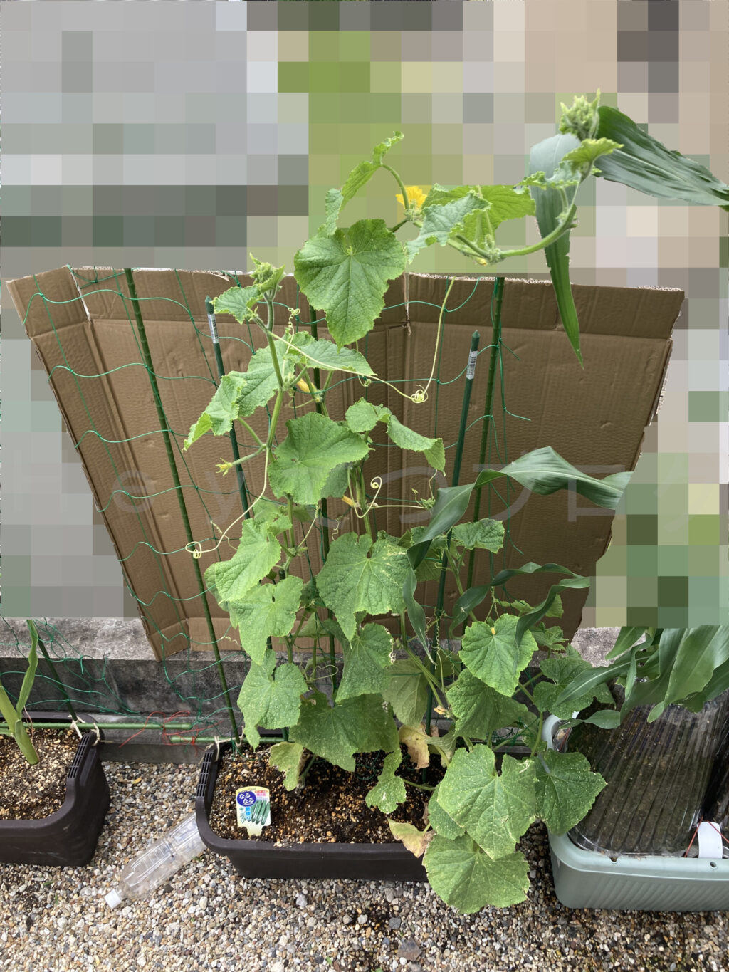 きゅうり６月第２週週始め