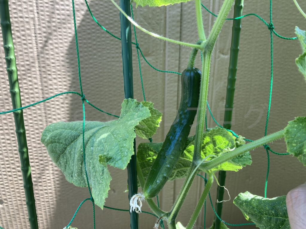 次の収穫間近のきゅうり