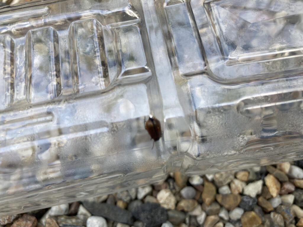 ウリハムシ退治状況