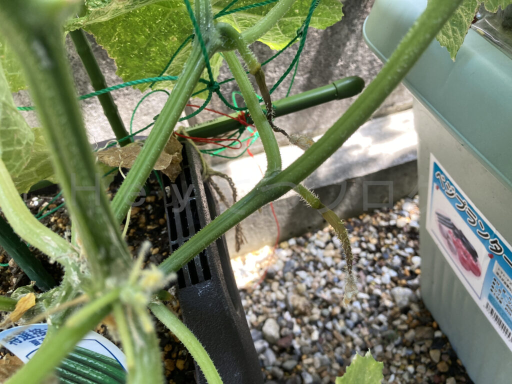 きゅうりがちょっと枯れてしまった