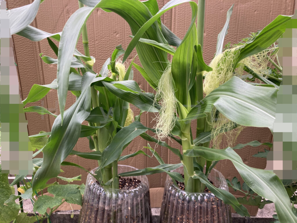 コーン６月第２週始め