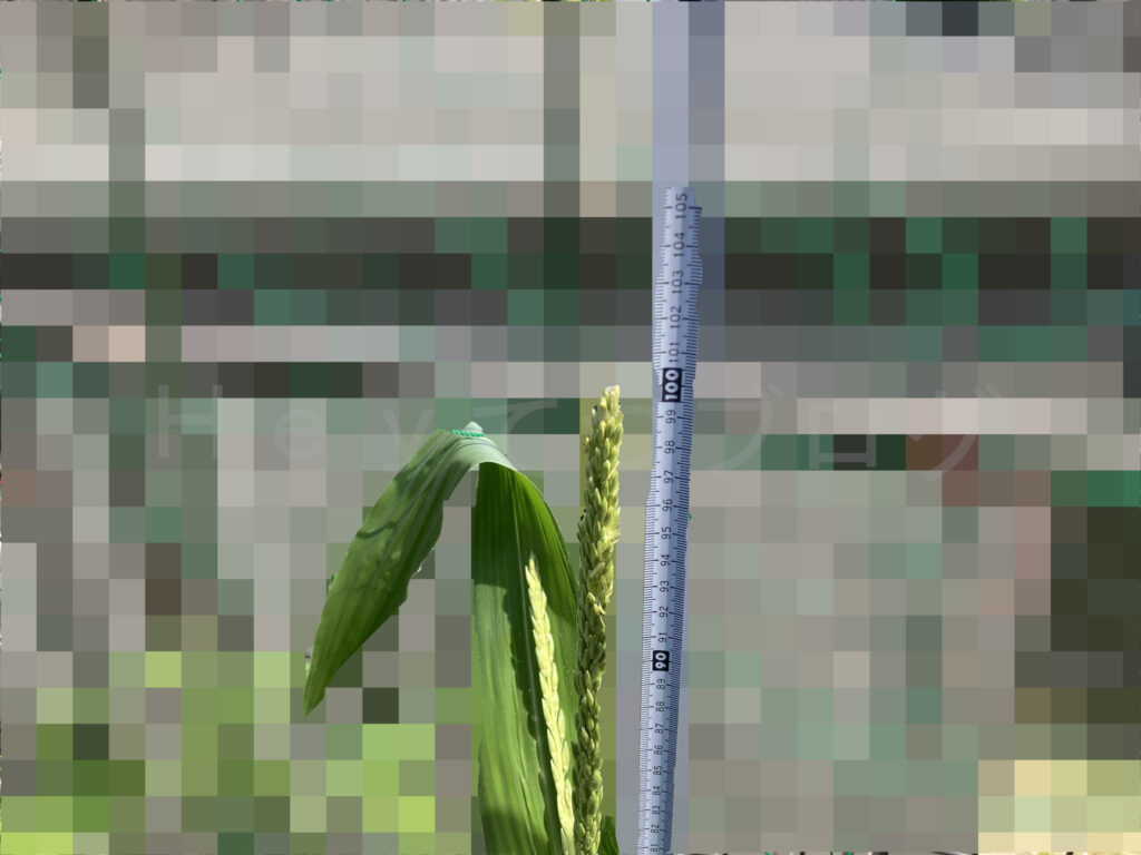 コーン通常プランターの高さ