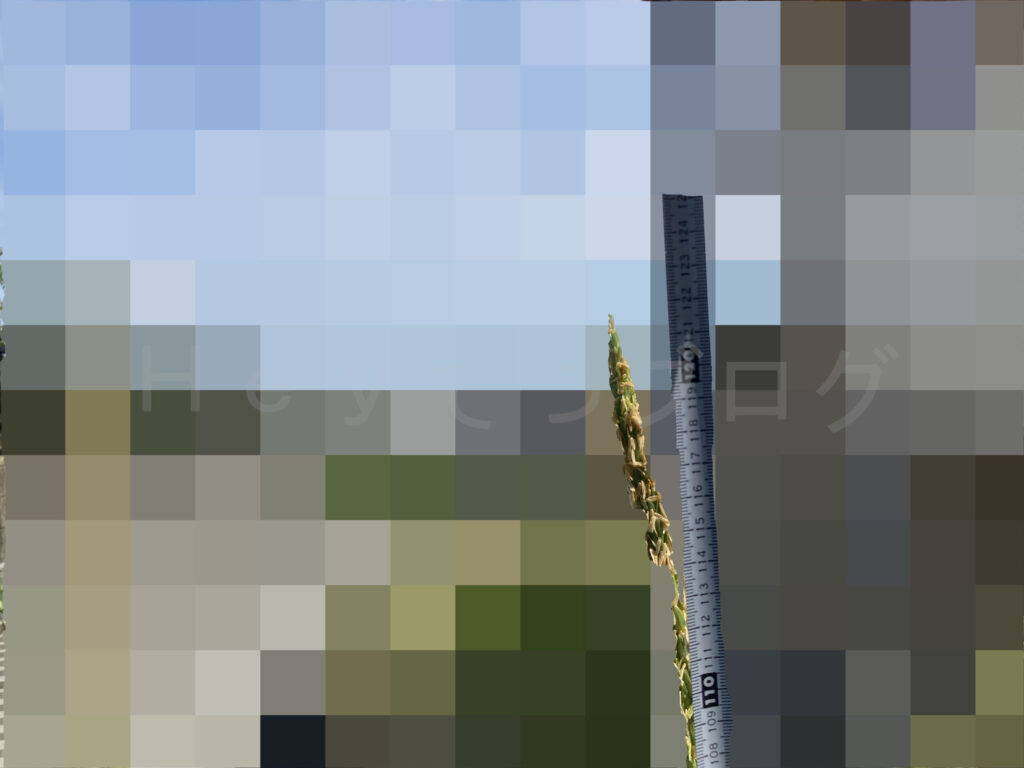 コーン左側の高さ