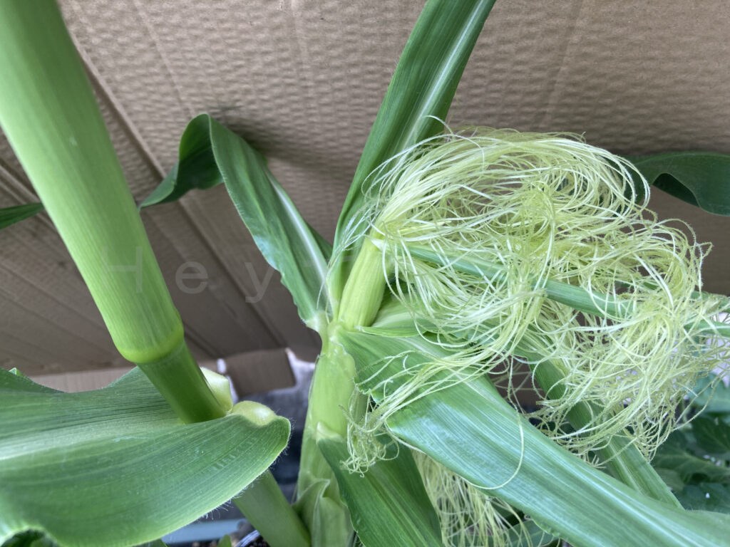 コーン右側の雌花のひげ