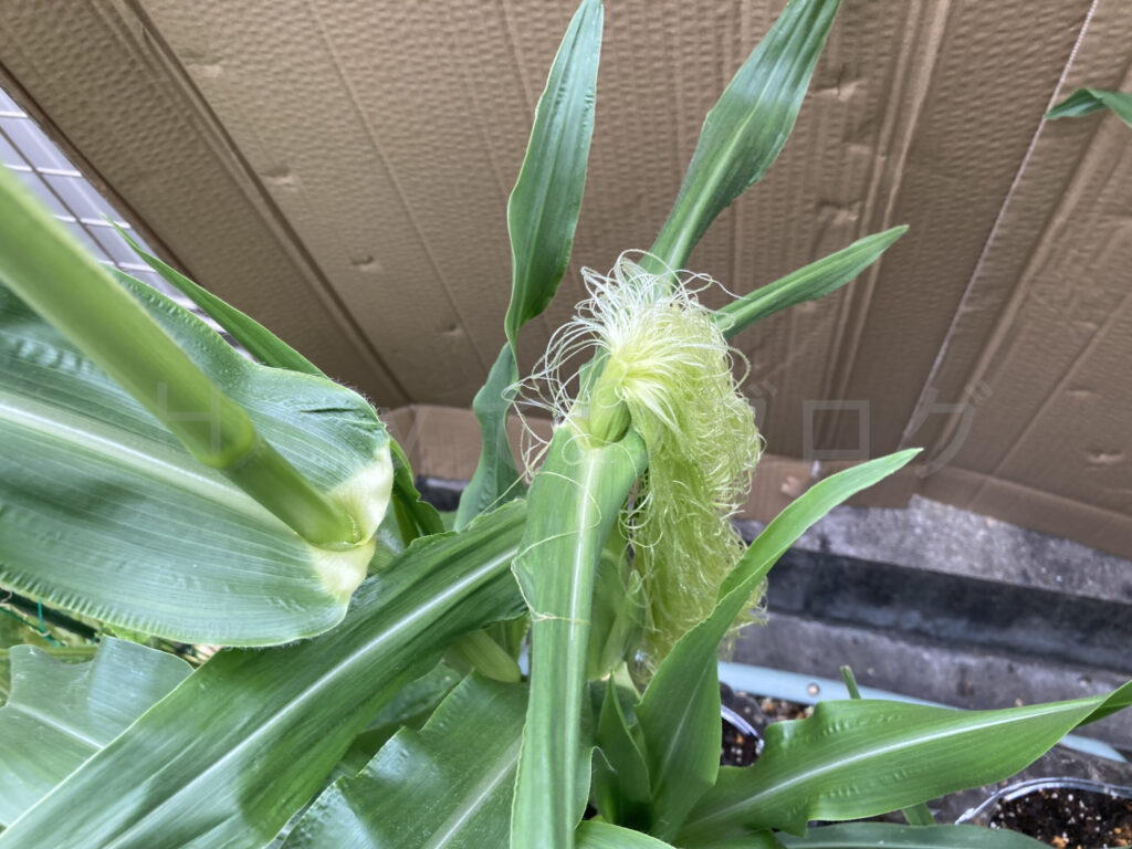 コーン左側の雌花のひげ