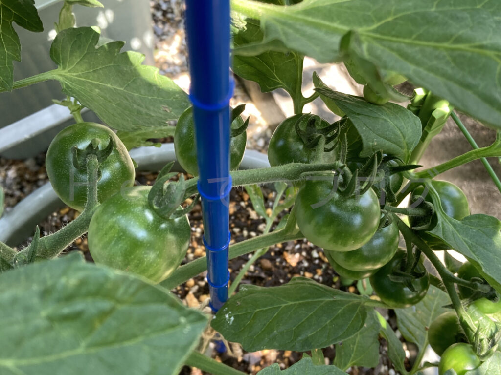 天使のトマトに多くの実がなっています。