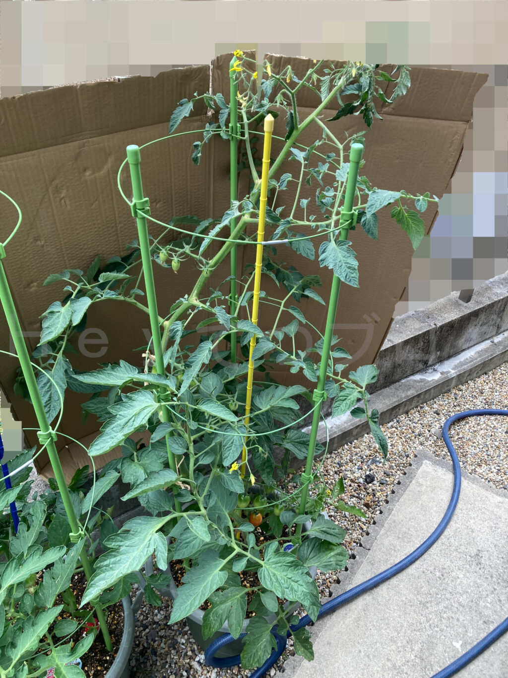 ミニトマトアイコ６月第２週週末