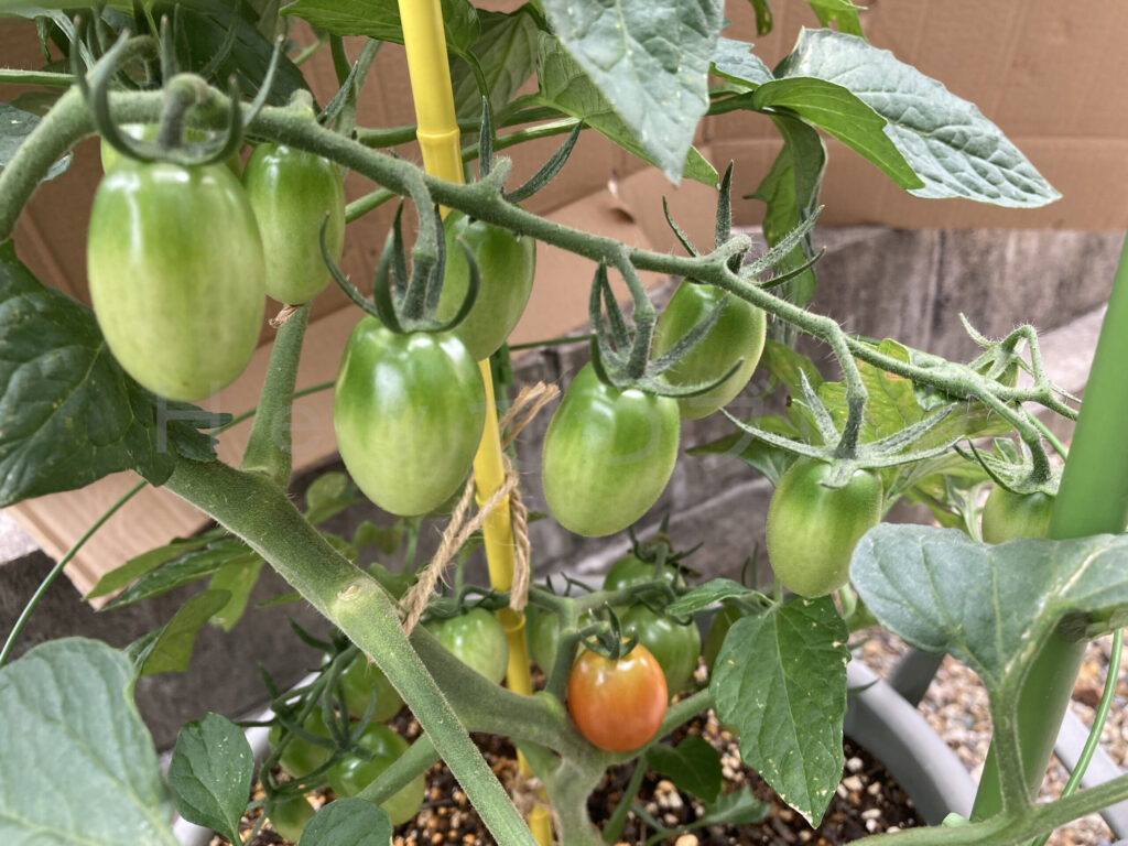 ミニトマトアイコに沢山の実と赤くなり始めた実が出てきました。