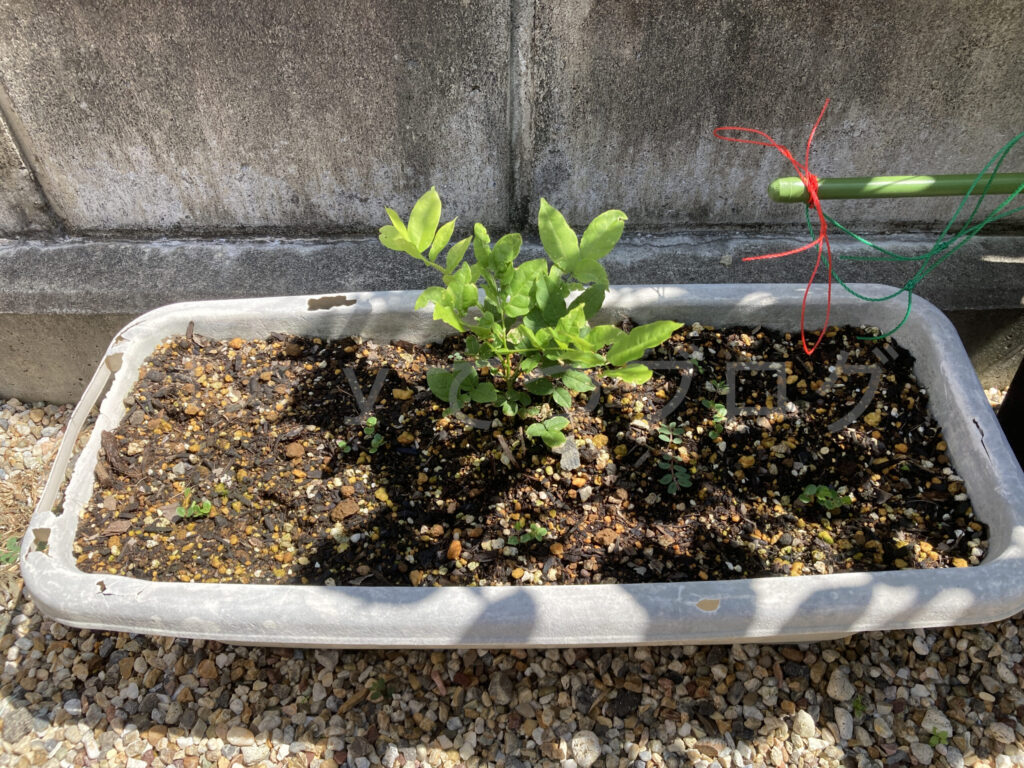 柿？の種６月第２週週末