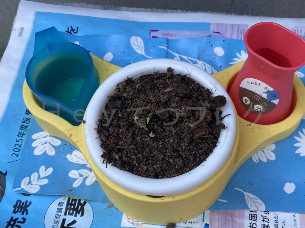 教材のミニプランター芽が出てきました。