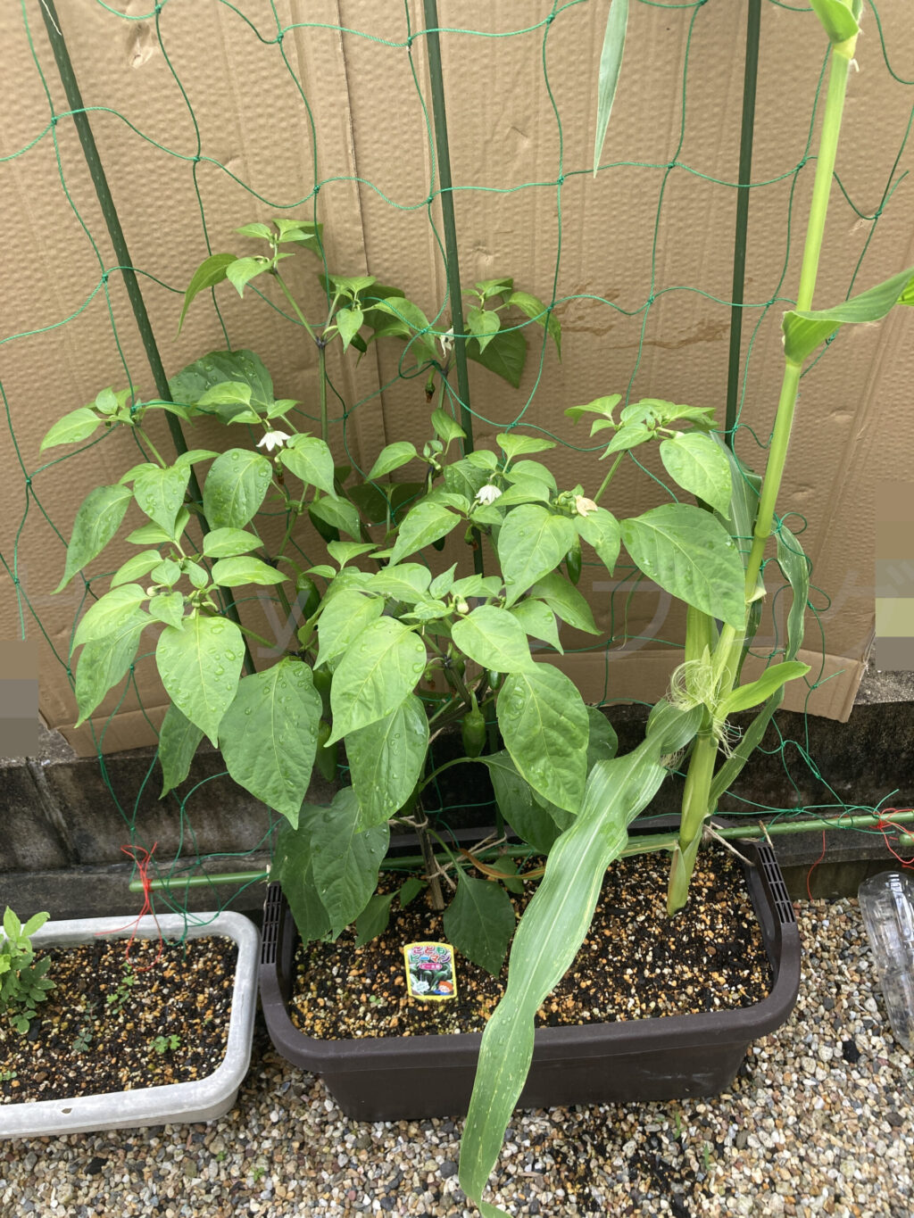 こどもピーマン、コーン６月第３週始