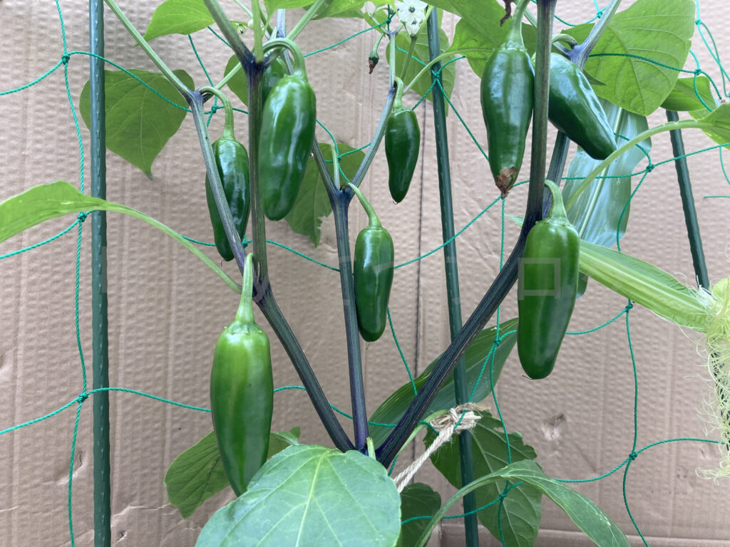 沢山のこどもピーマンが育ちました。