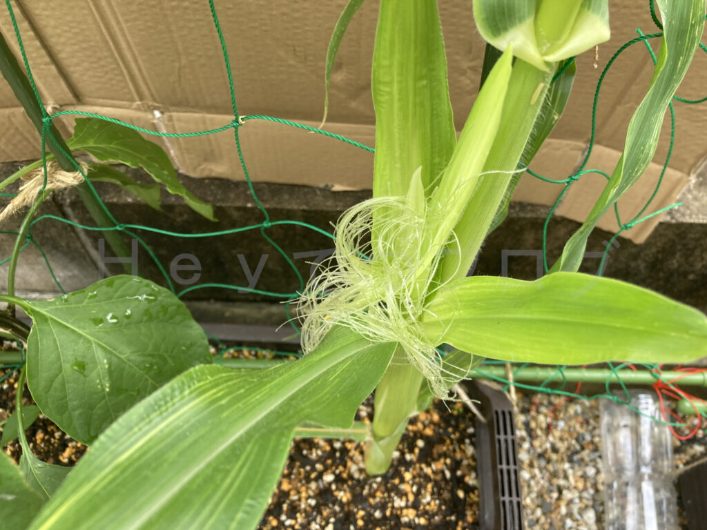 底が浅いプランターでもひげが出ました。