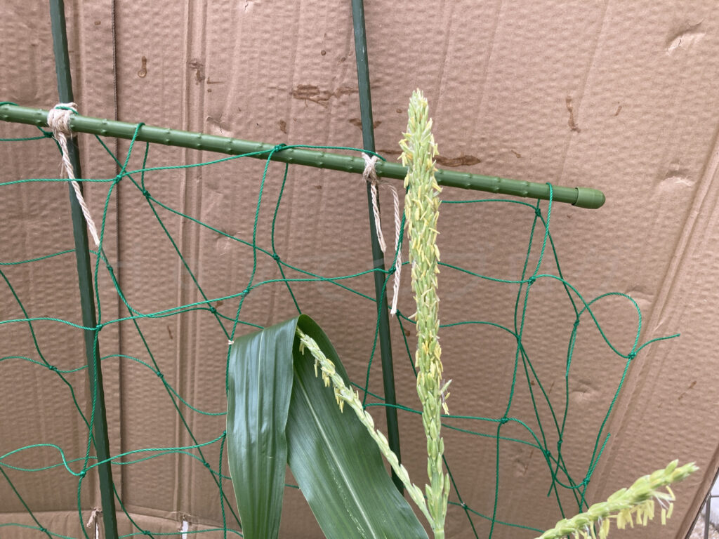 プランターの浅いスイートコーンでも雄花が咲き始めました