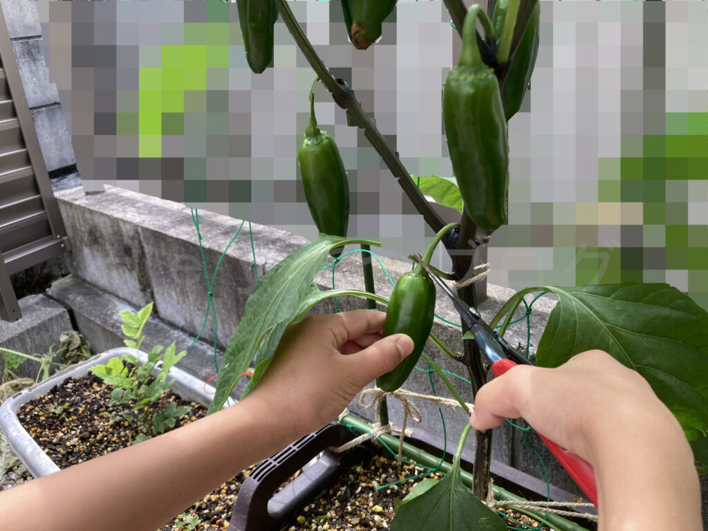 こどもピーマン収穫