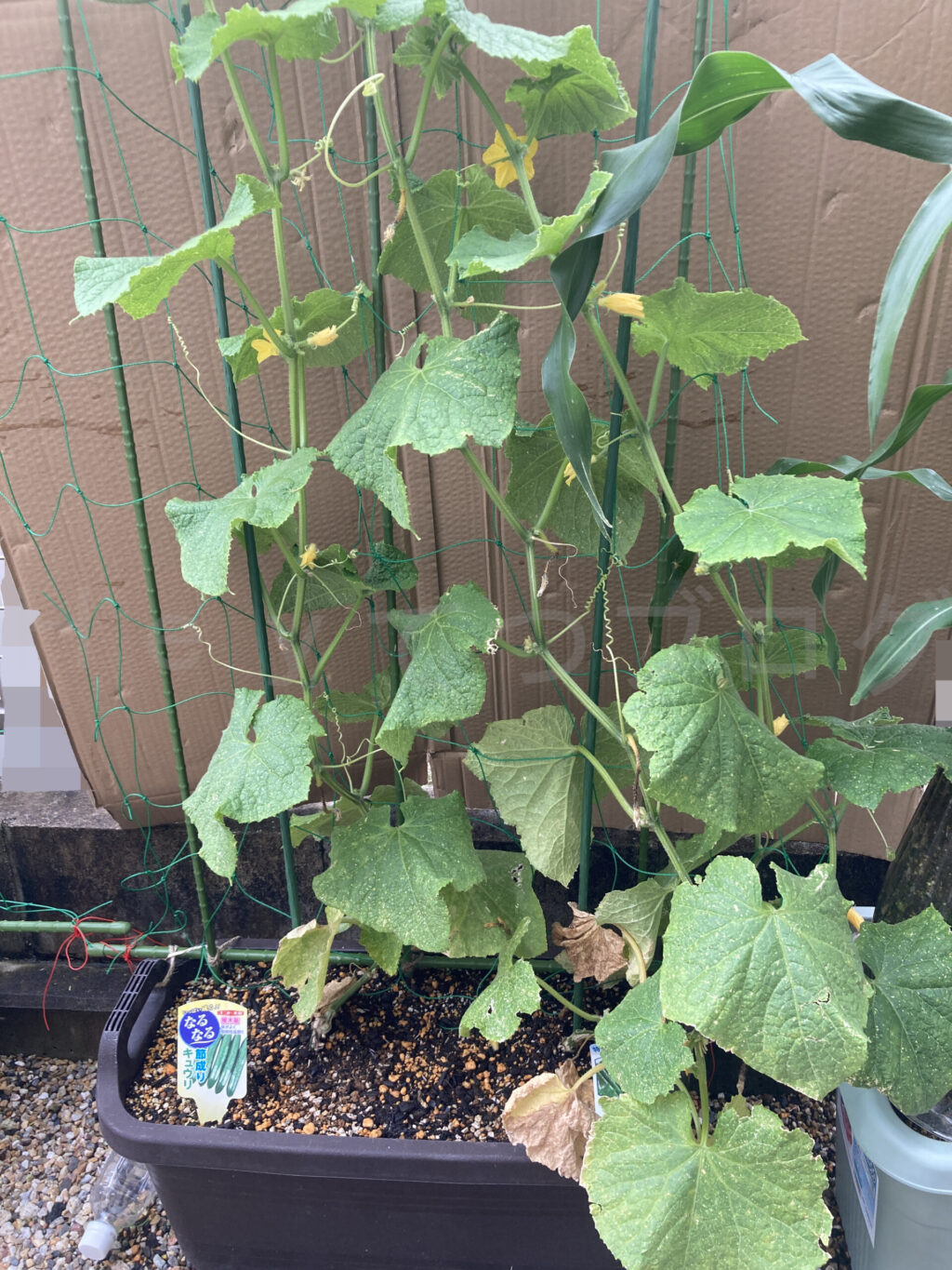 きゅうり６月第３週週始め