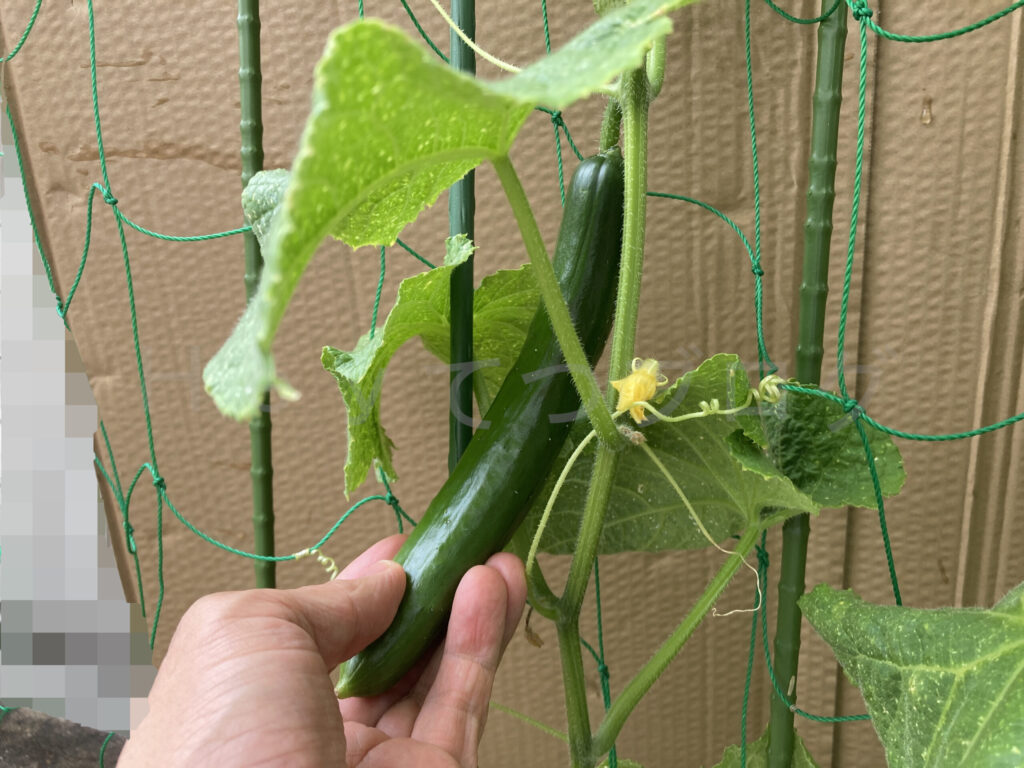 収穫可能なきゅうりが出来ました。