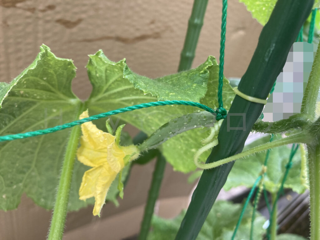 次の小さなきゅうりの実が出来始めました