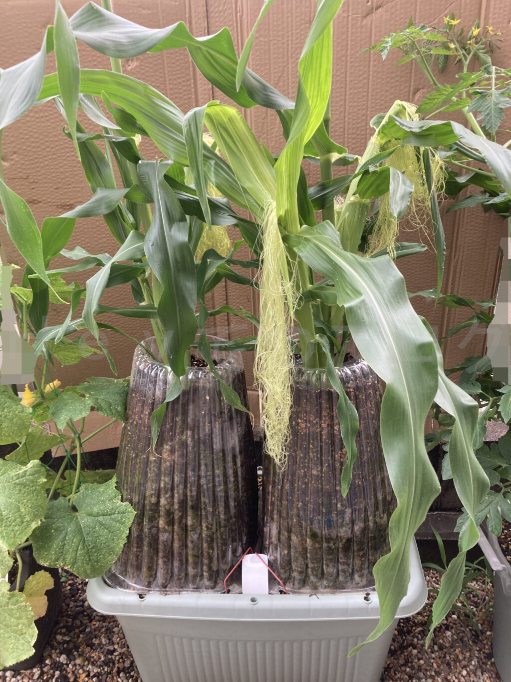 コーン６月第３週始め