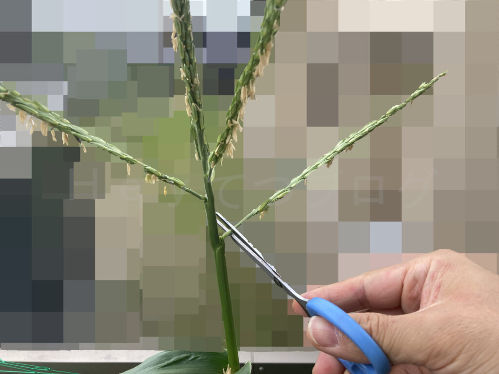 スイートコーンの受粉のため、雄花を切るところ