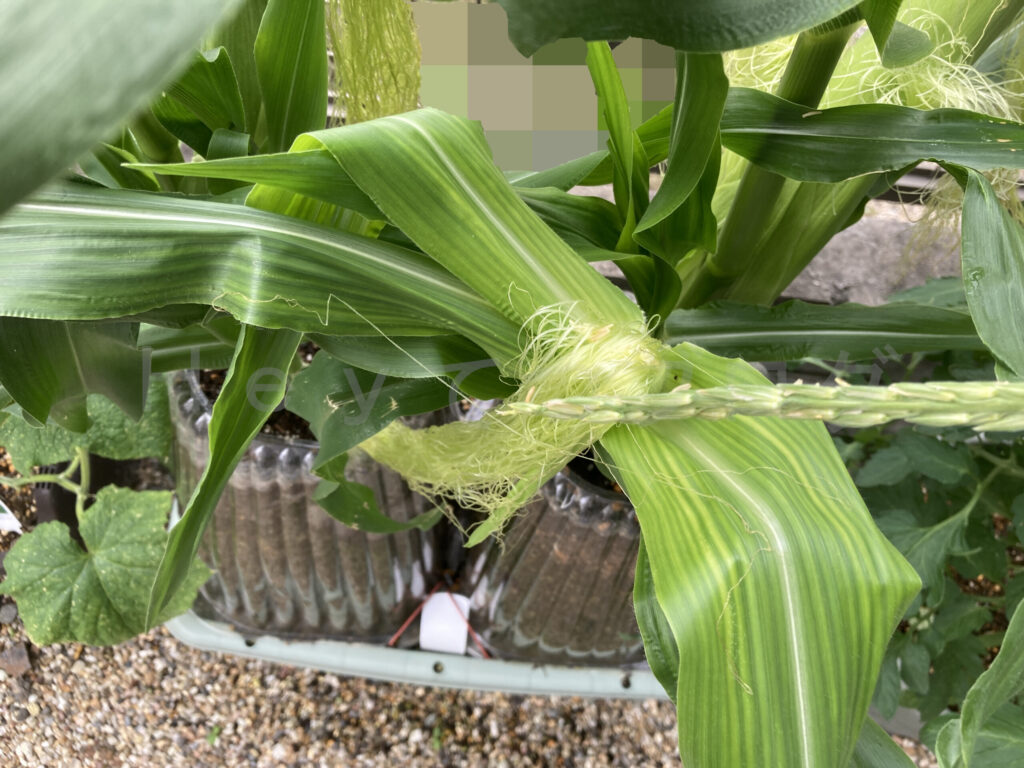 スイートコーンの受粉状況