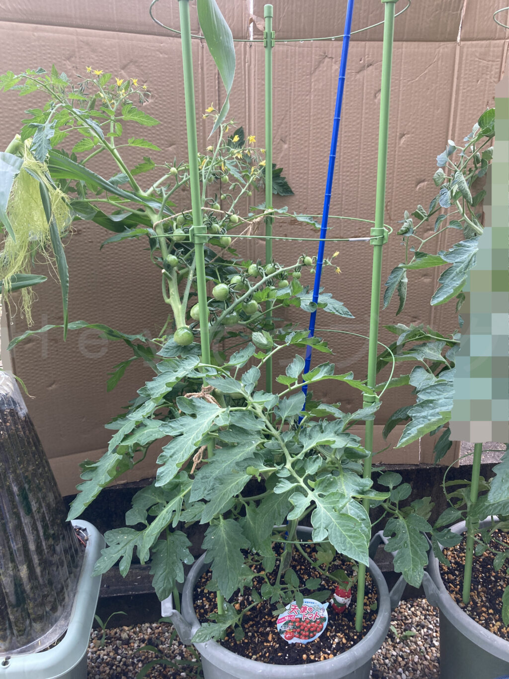 天使のトマト６月第３週週始め