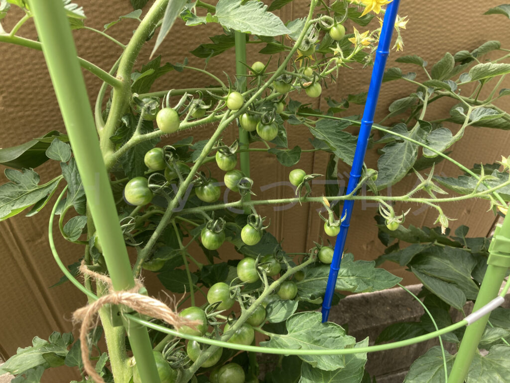 天使のトマトの実が沢山。あとは赤くなるのを待つだけ