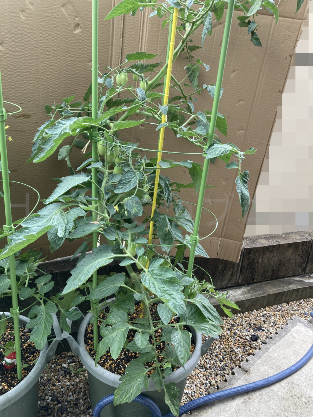 ミニトマトアイコ６月第３週週始め