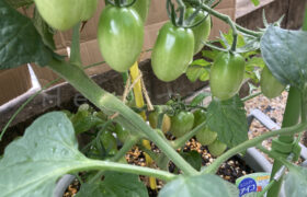 【家庭菜園】お手軽野菜で家庭菜園2024 6月3週結果