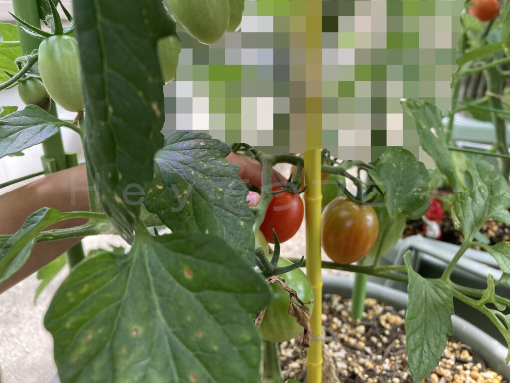 ミニトマトアイコの収穫