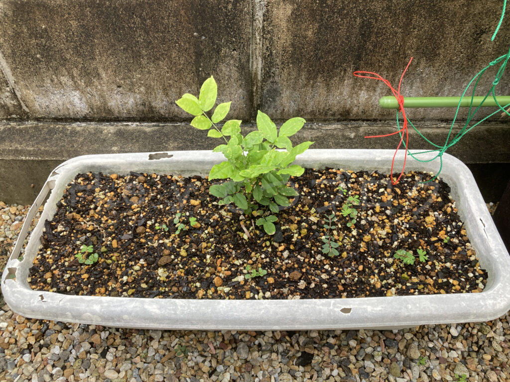 柿？の種６月第３週週末