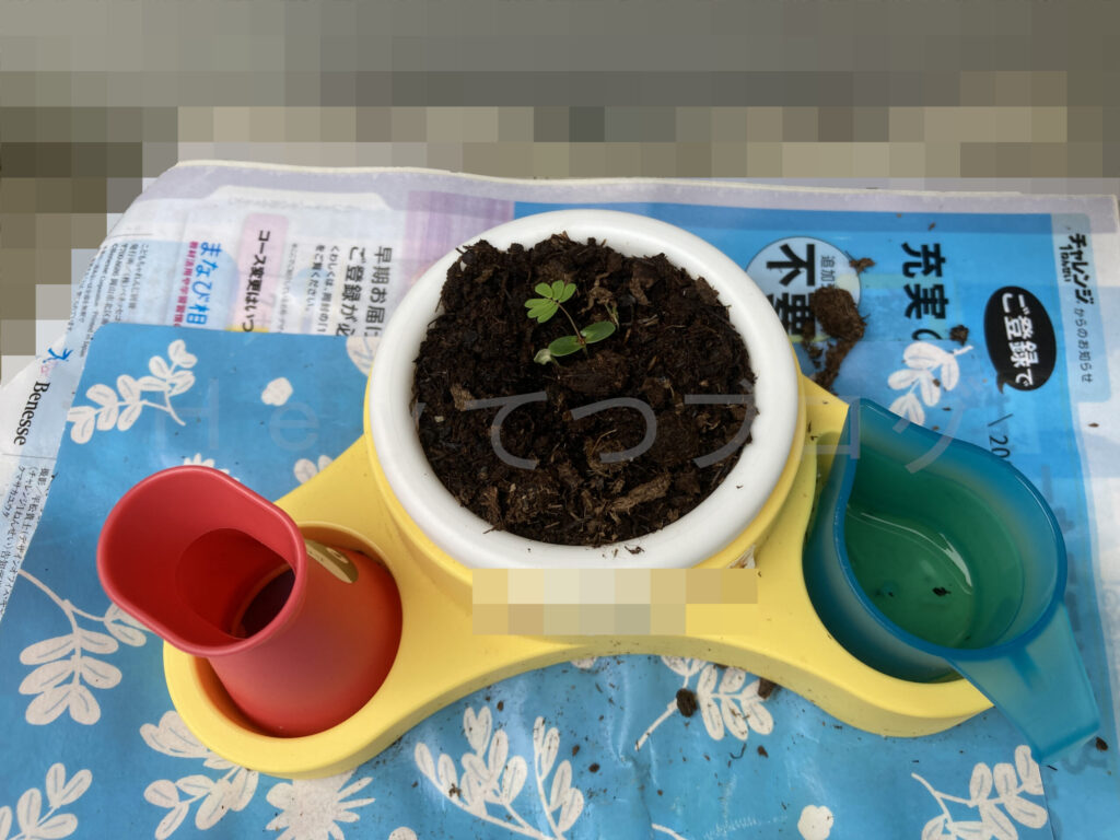 教材ミニプランター６月３週週末