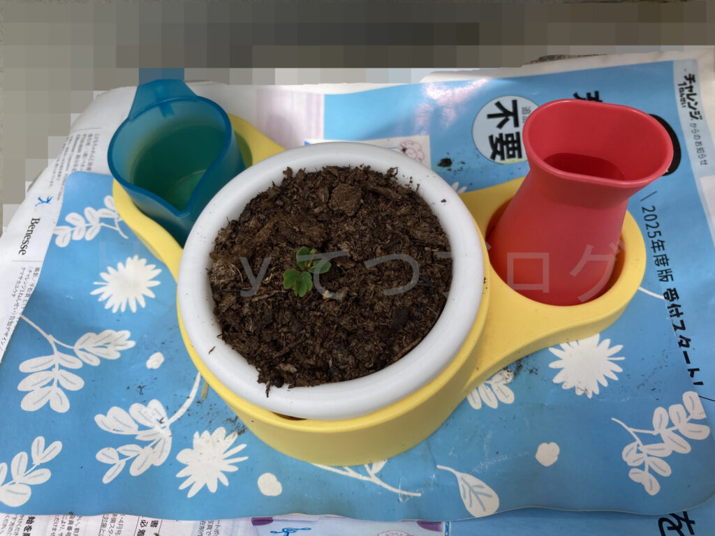 教材ミニプランター６月３週週始め