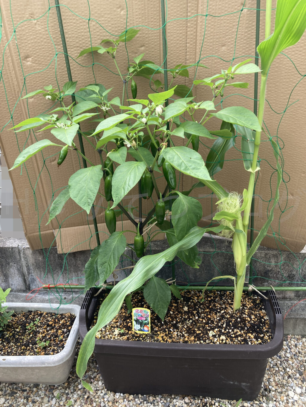 こどもピーマン、コーン６月第３週末