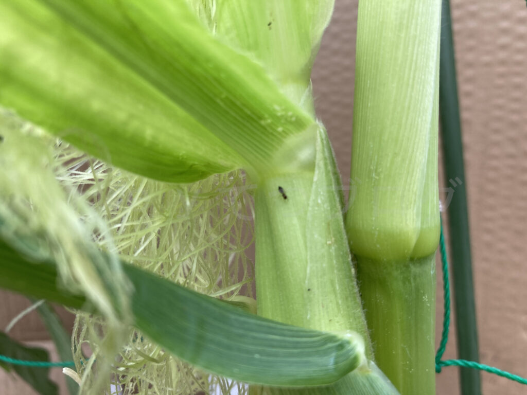 スイートコーンにありの姿が