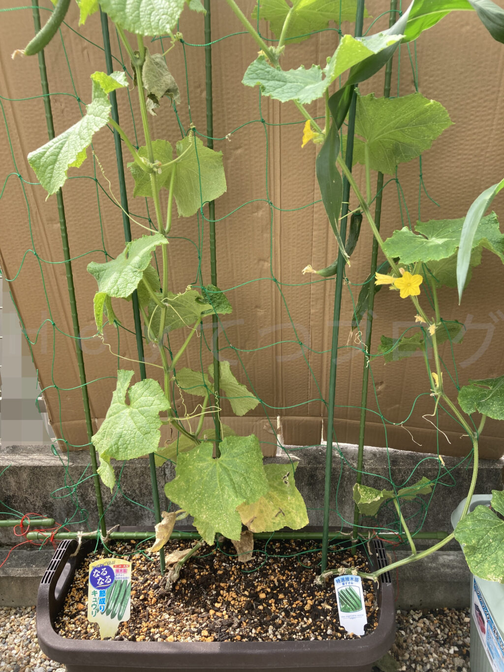 きゅうり６月第３週週末