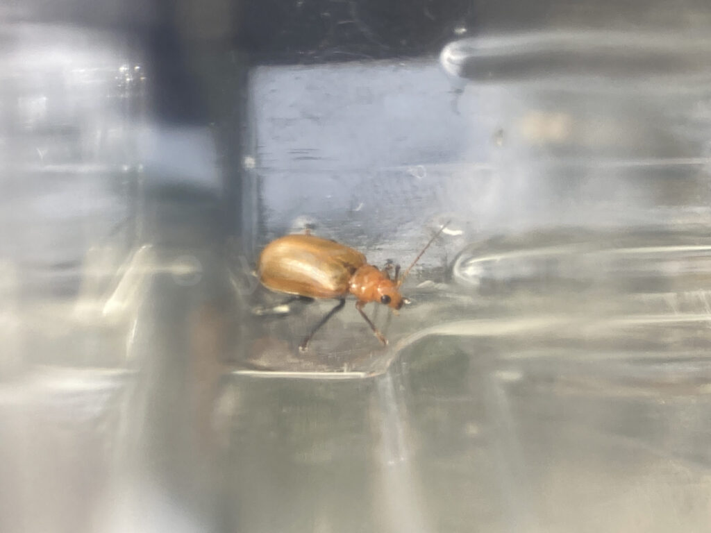 ウリハムシ捕獲状態