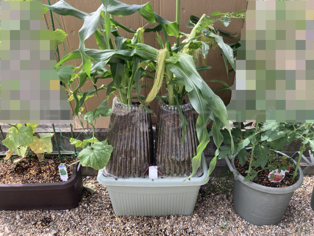 コーン６月第３週末