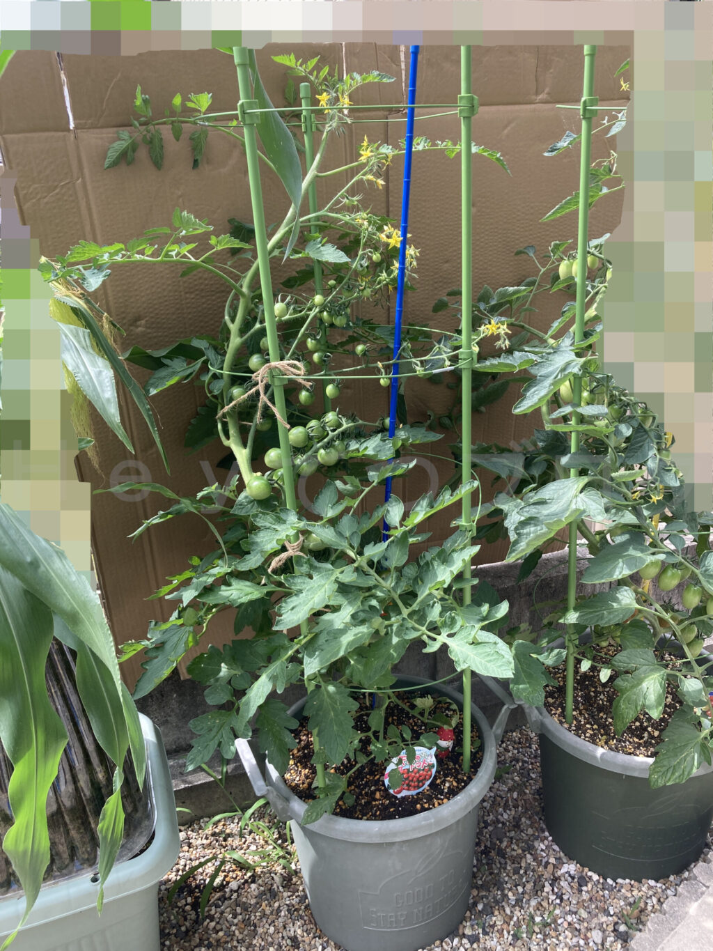 天使のトマト６月第３週週末