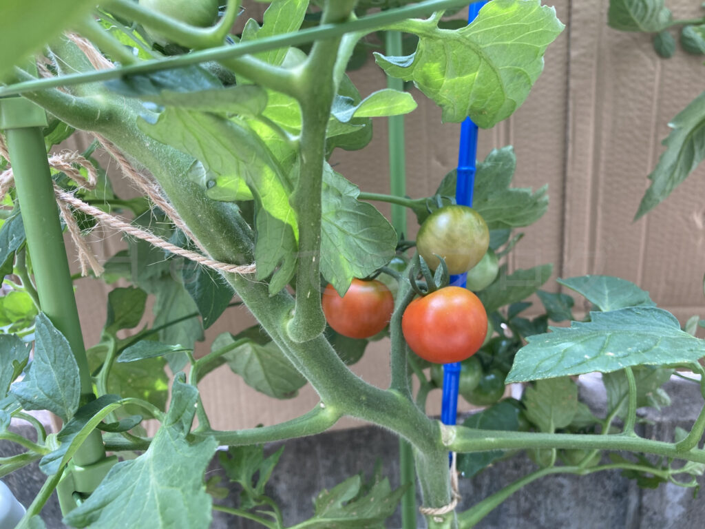 天使のトマトで収穫できる赤い実が成りました。
