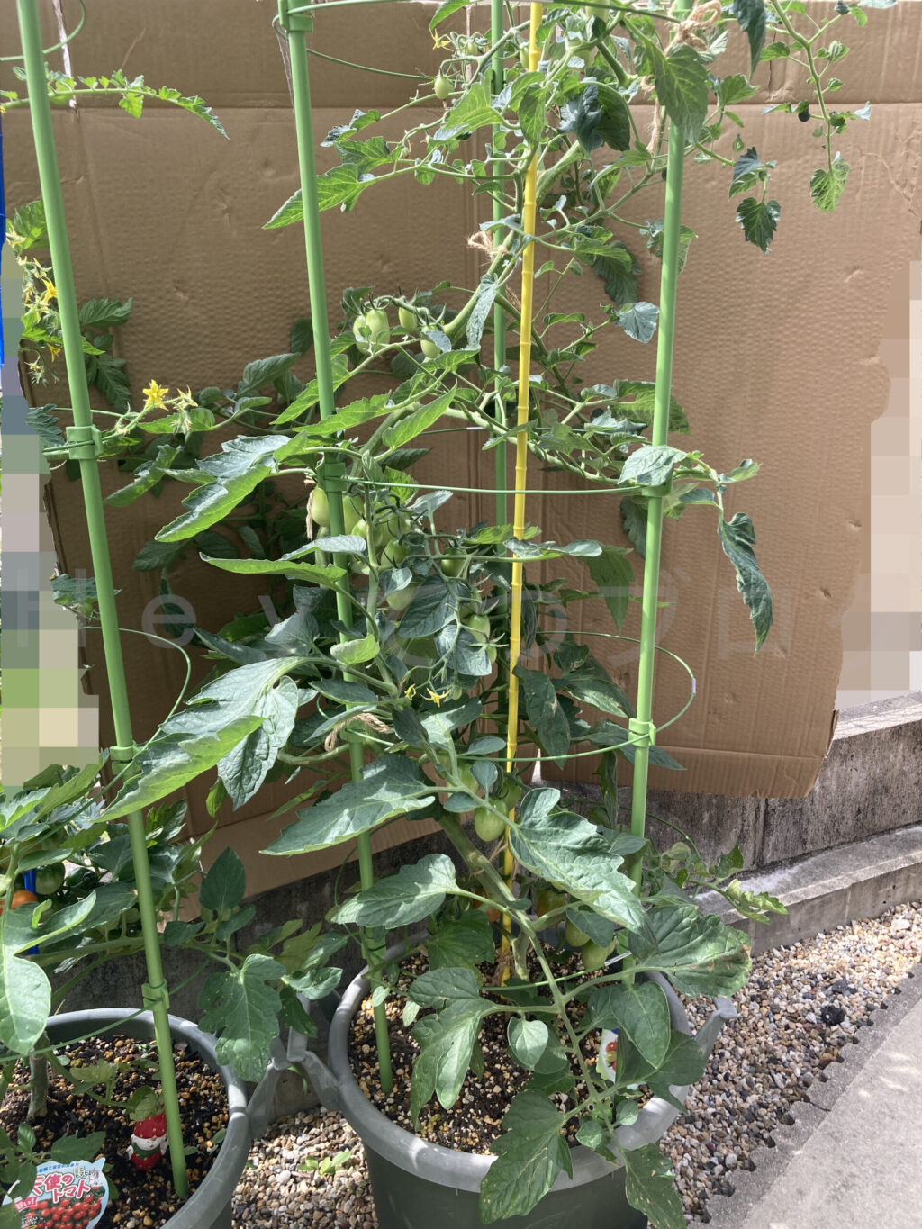 ミニトマトアイコ６月第３週週末